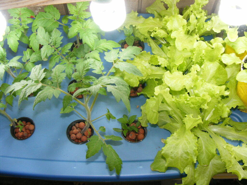 Urban Gardening