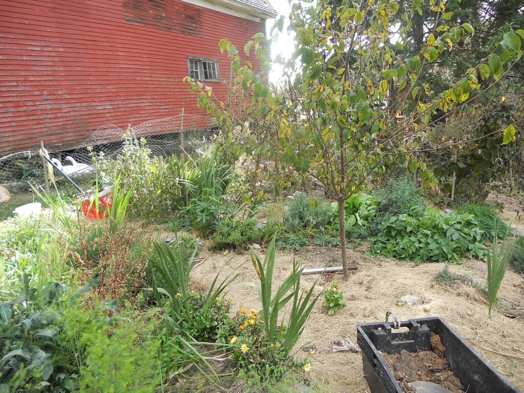Permaculture Gardening